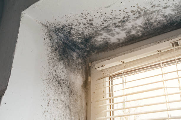 Affordable Mold Cleanup solutions in Hanscom AFB, MA